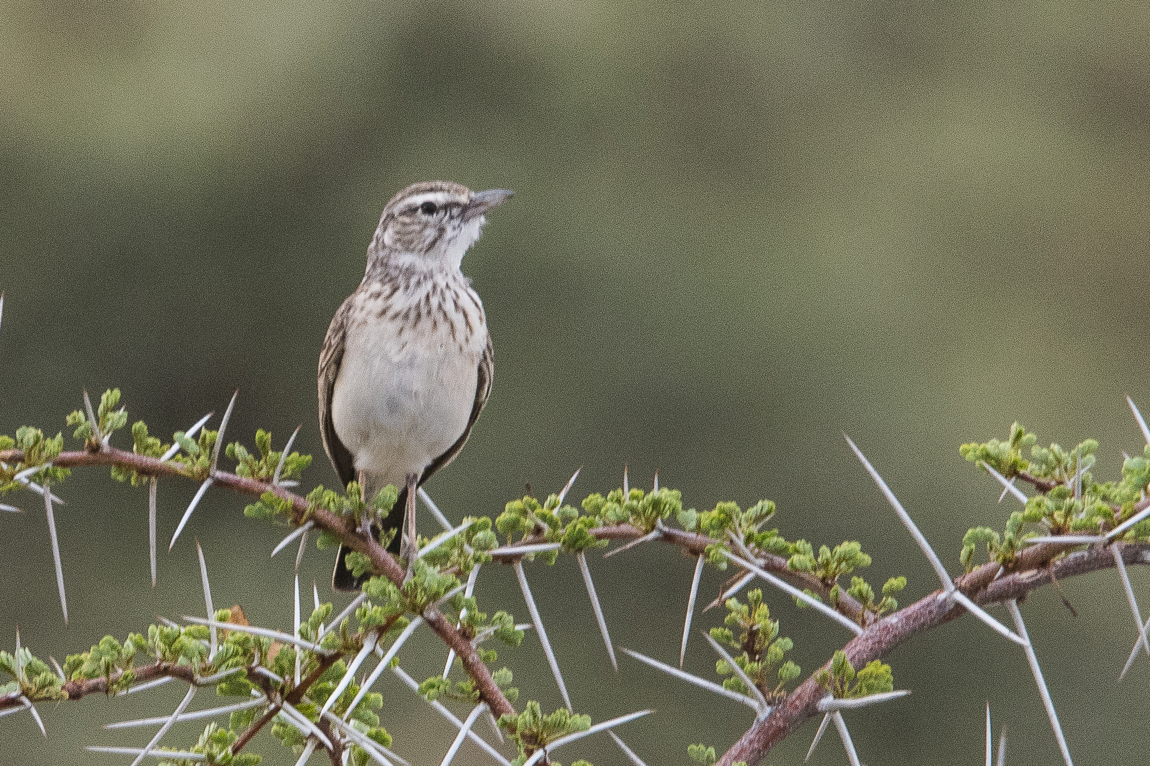 Gobemouche du Marico juvénile (Marico flycatcher, Melaenornis mariquensis), Onguma Nature Reserve, Etosha, Kunene, Namibie.